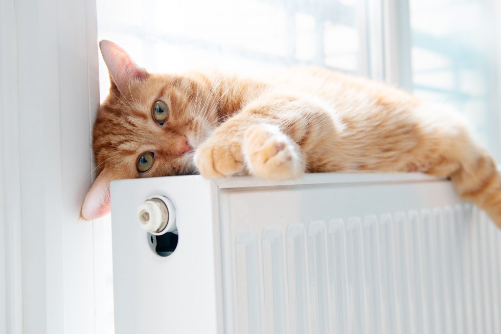 Eine Katze hat es sich auf einem Heizkörper gemütlich gemacht.